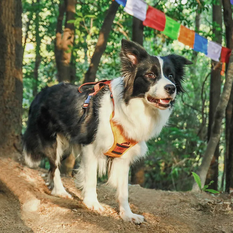 Dog Harness and Retractable Leash